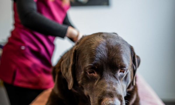 cabinet-veterinaire-physioveto-elsa-llerena-babouchkatelier- (13)
