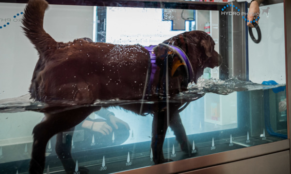 cabinet-veterinaire-physioveto-elsa-llerena-babouchkatelier- (16)
