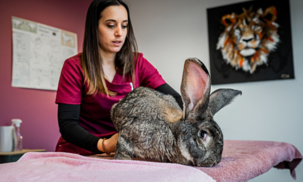 cabinet-veterinaire-physioveto-elsa-llerena-babouchkatelier- (23)