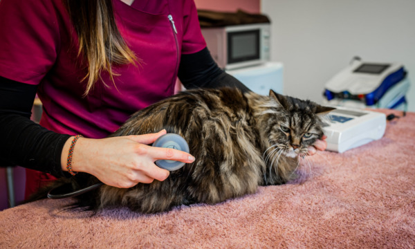 cabinet-veterinaire-physioveto-elsa-llerena-babouchkatelier- (45)