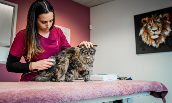 cabinet-veterinaire-physioveto-elsa-llerena-babouchkatelier- (46)