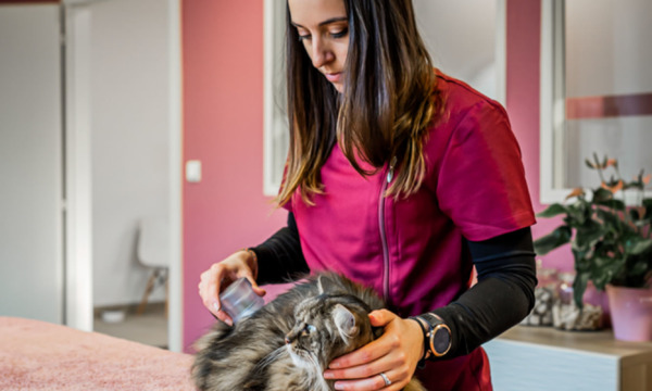 cabinet-veterinaire-physioveto-elsa-llerena-babouchkatelier- (52)
