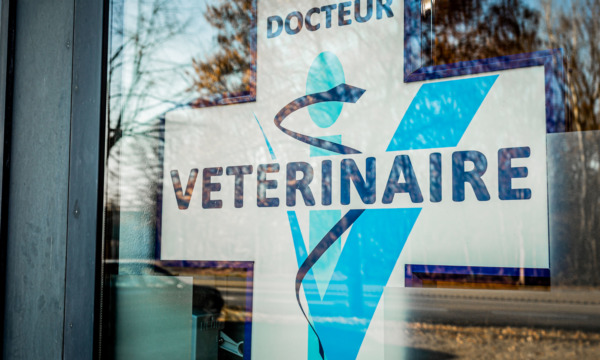 cabinet-veterinaire-physioveto-elsa-llerena-babouchkatelier- (66)